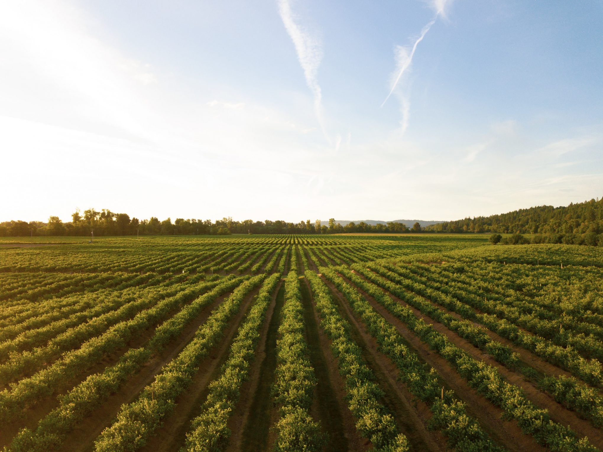 agricultural field